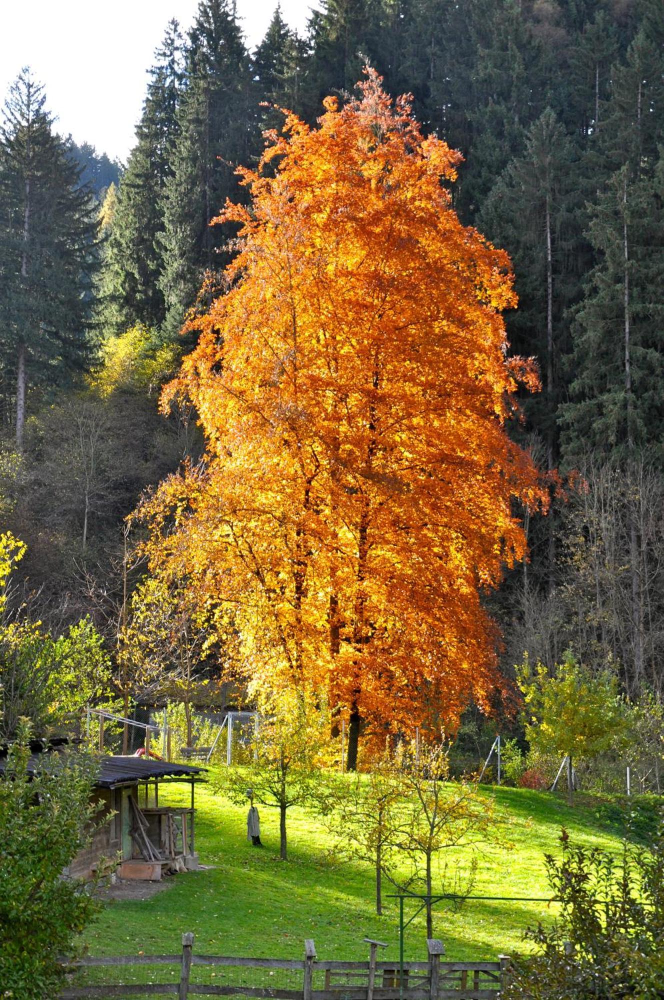 Gaestehaus Pension Edelweiss Kolsass Luaran gambar